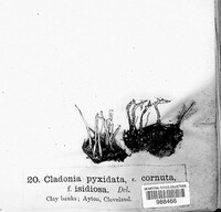 Cladonia pyxidata image